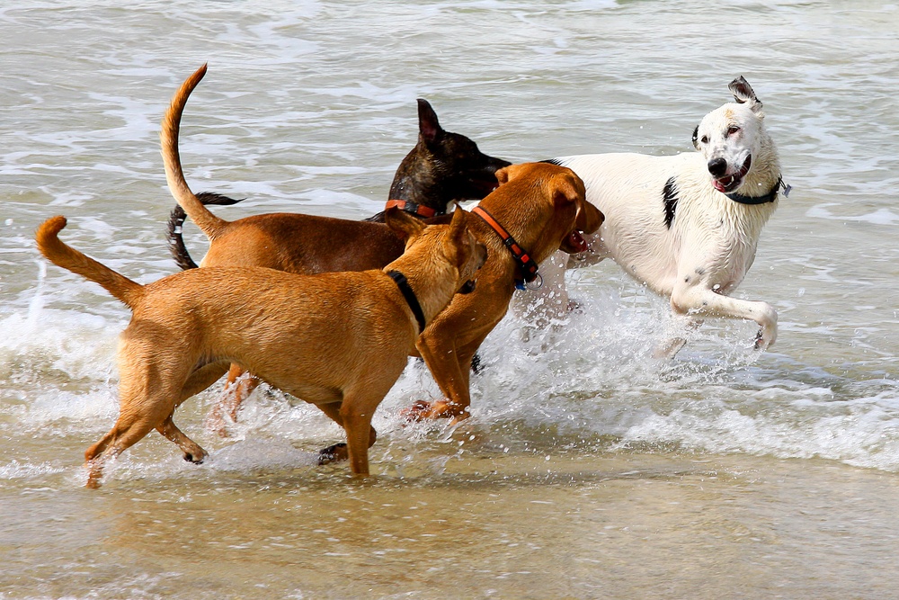 4 Dogs playing in surf