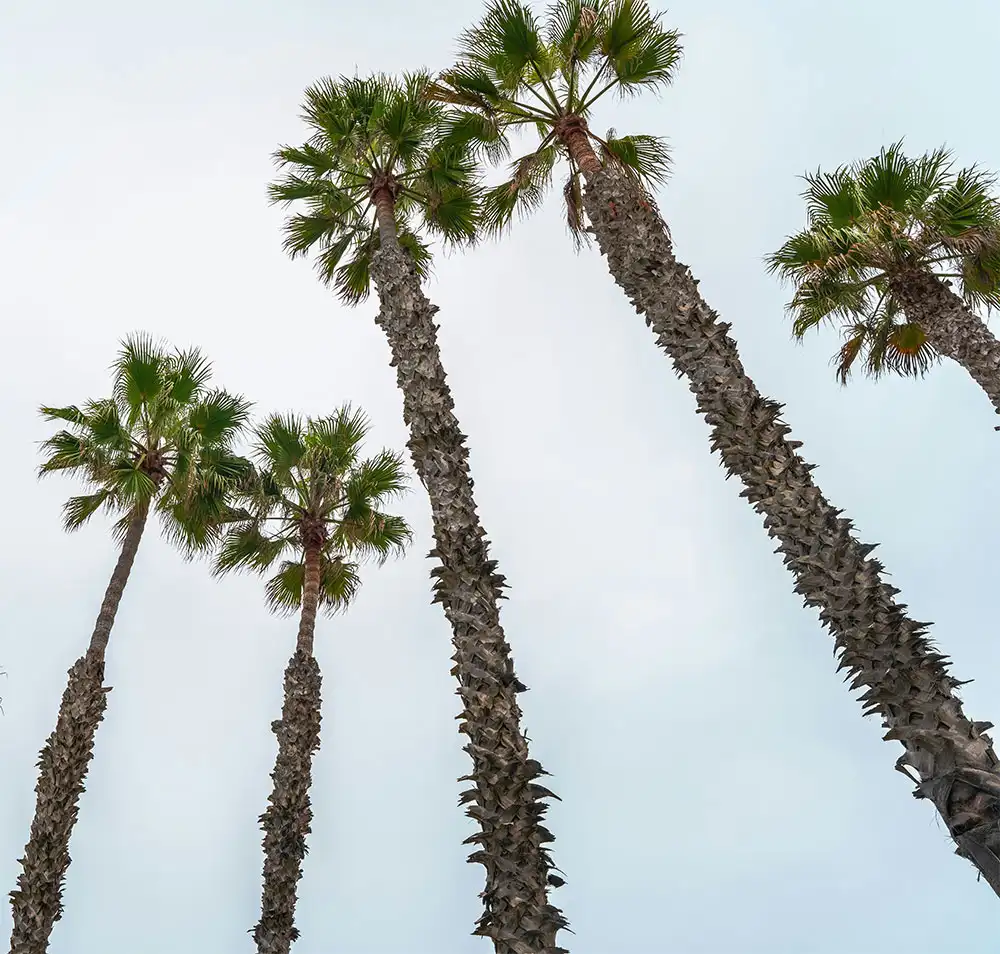 california palm trees