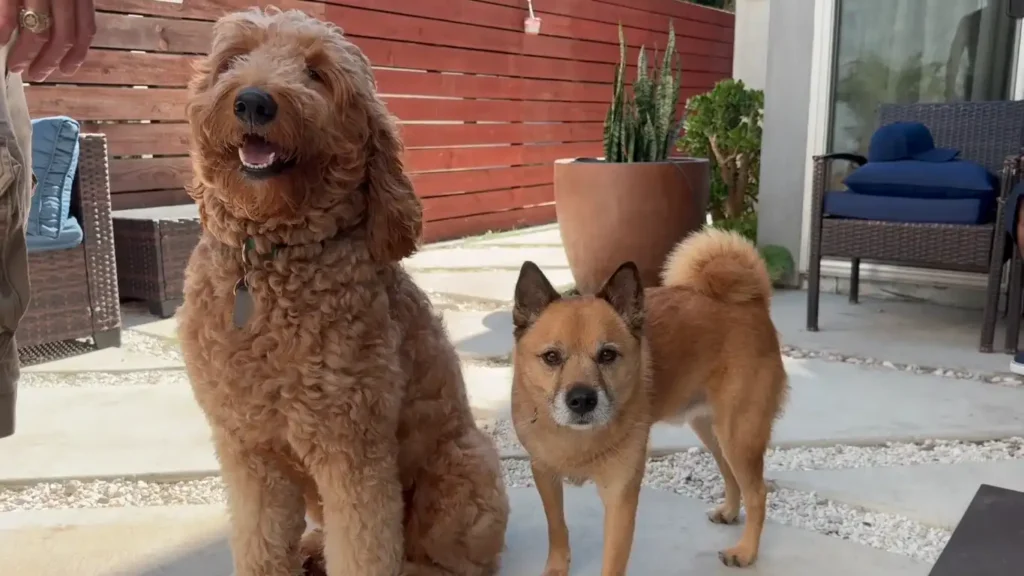 Pet Friendly Rehab Center Petfriendly Rehab 14