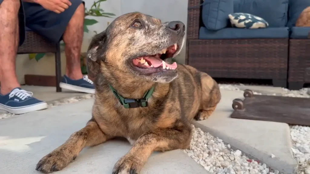 Pet Friendly Rehab Center Petfriendly Rehab 7