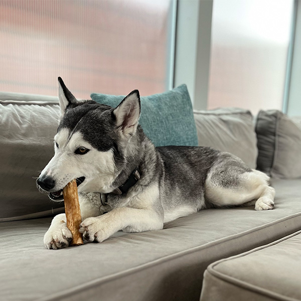 Dog relaxing on a couch at Sober Partners’ pet-friendly rehab in Huntington Beach.