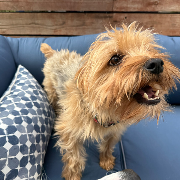 Small dog enjoying outdoor time at Sober Partners’ pet-friendly rehab in Huntington Beach.