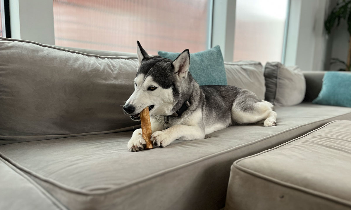 a client's dog sitting on a couch chewing on a bone in our pet friendly rehab center