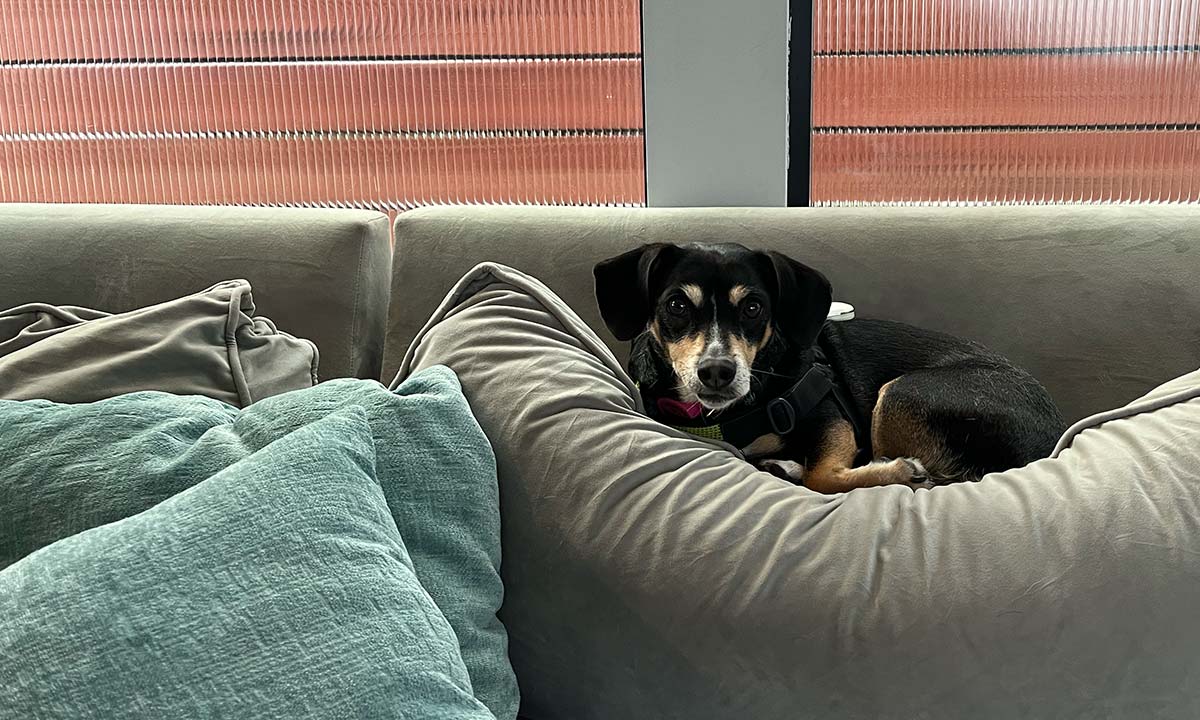 Dog resting comfortably on a couch while traveling to rehab with a pet.