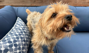 Happy small dog enjoying a calm outdoor space at a pet-friendly rehab center.