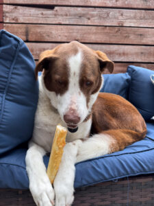 Brown and white dog lying on a blue outdoor couch while holding a chew treat between its paws.