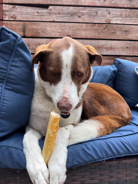 Brown and white dog lying on a blue outdoor couch while holding a chew treat between its paws.