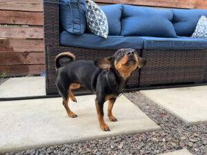 Small dog on a concrete paver.