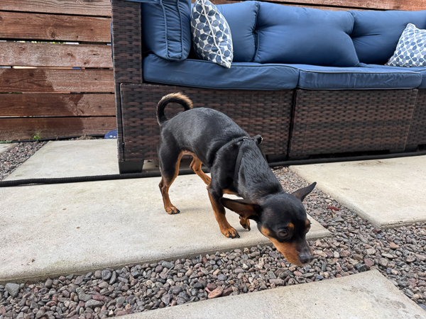 Little black dog on a concrete paver