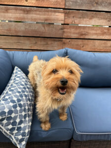 Small Yorkie on a blue outdoor sofa.