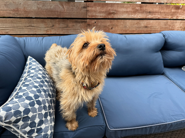 Little yorkshire terrier on a blue sofa