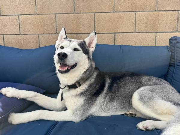 Huskie dog relaxing on a blue outdoor sofa