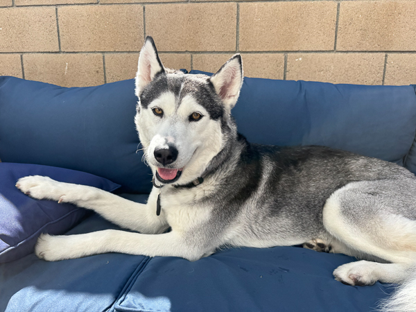 Husky dog relaxing on a blue sofa