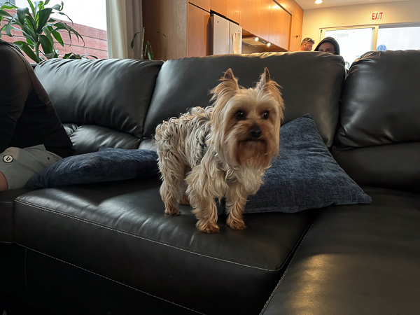 Yorkie on a leather couch
