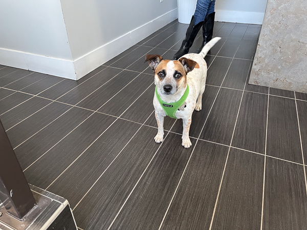 Little dog standing on a wooden floor