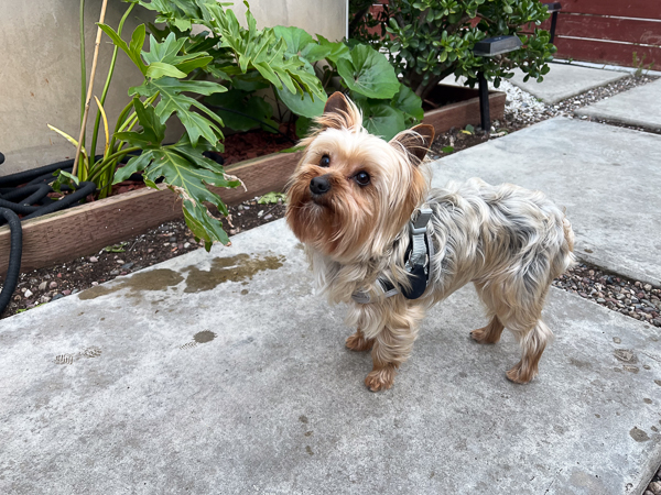 Yorkie standing on a concrete paver in front of an outdoor plant.