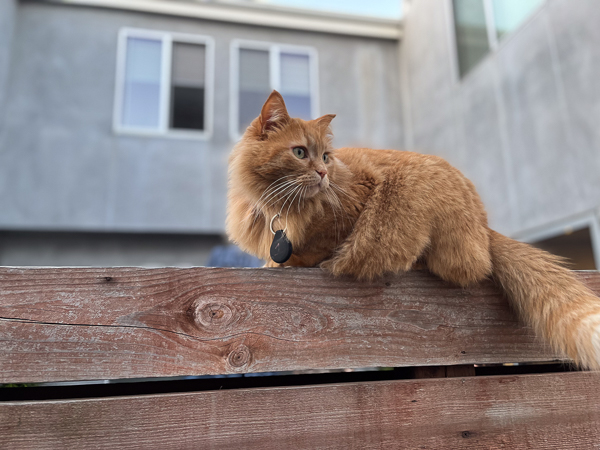Orange cat sitting on a wooden fence.