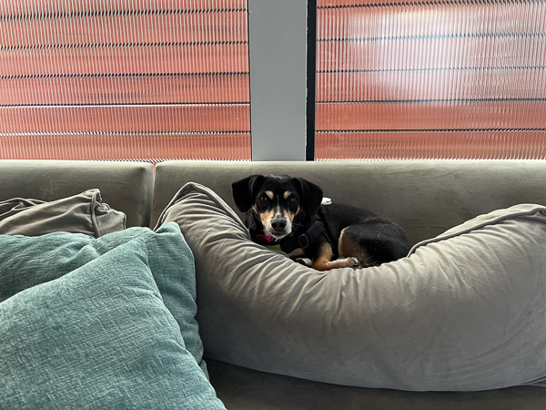 Little black dog sitting in the cushion of a sofa.